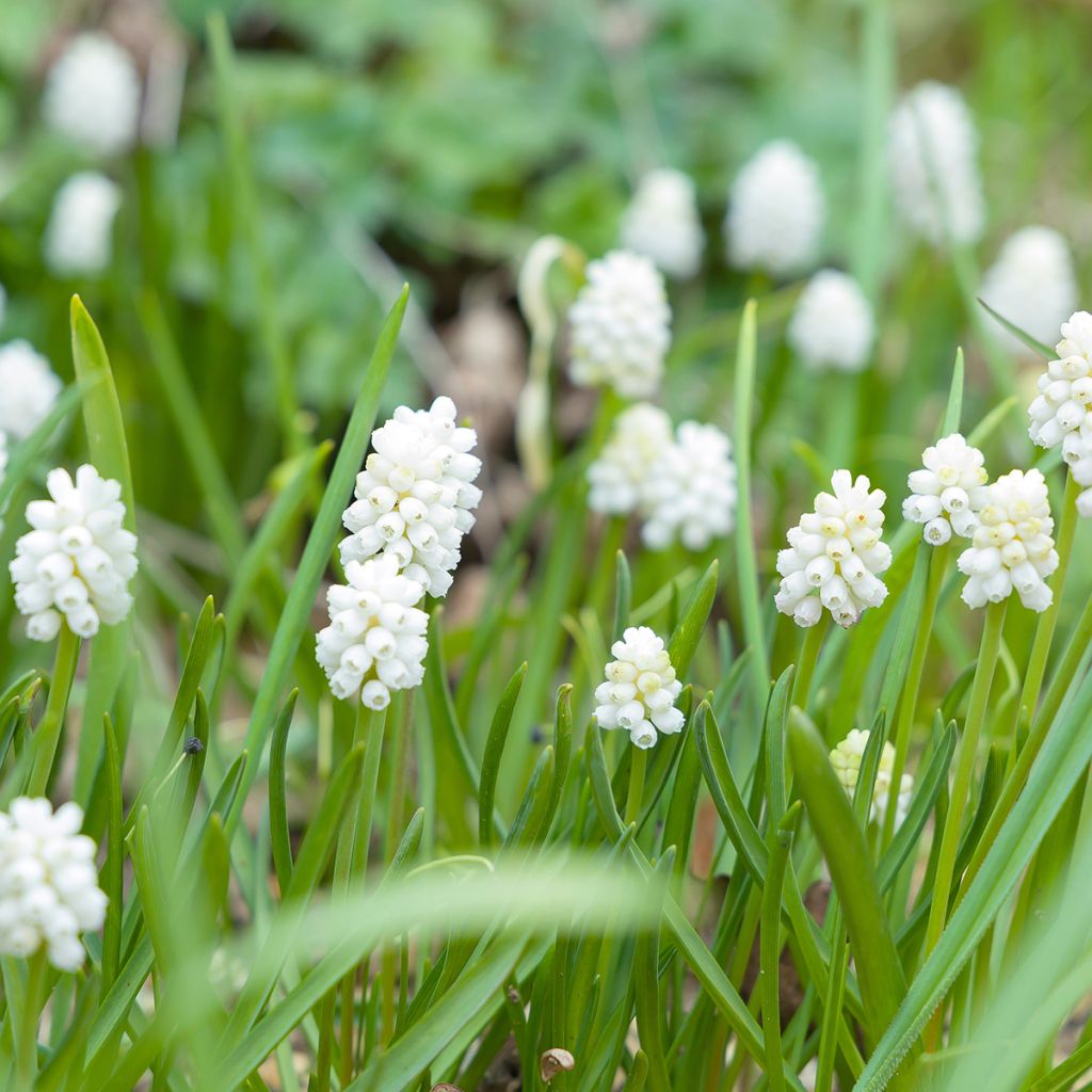 Muscari aucheri White Magic