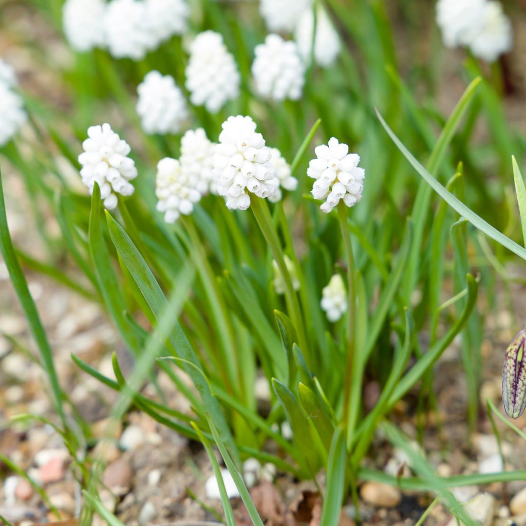 Muscari aucheri White Magic