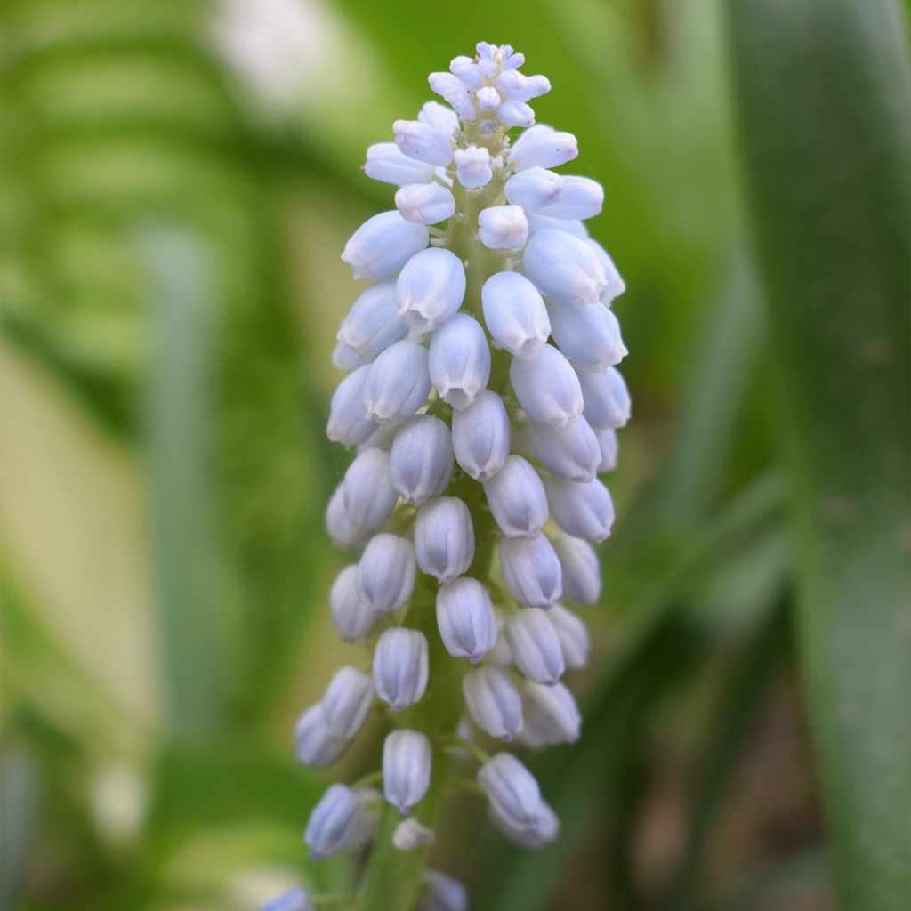 Muscari neglectum Baby's Breath - Nazareno