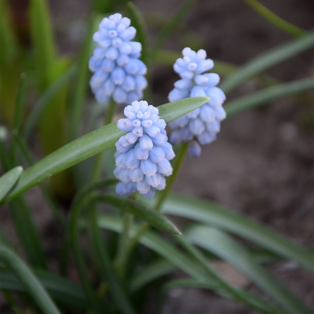 Muscari neglectum Baby's Breath - Nazareno