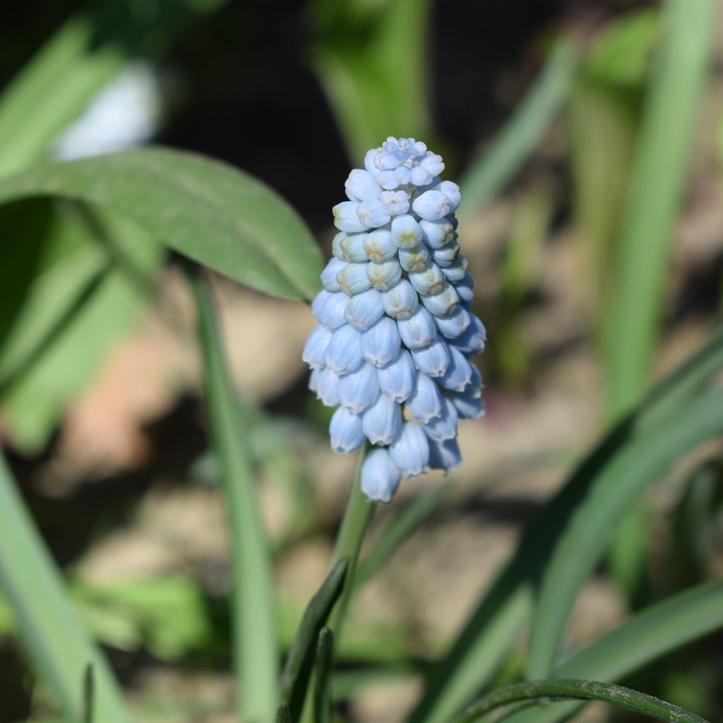 Muscari neglectum Baby's Breath - Nazareno