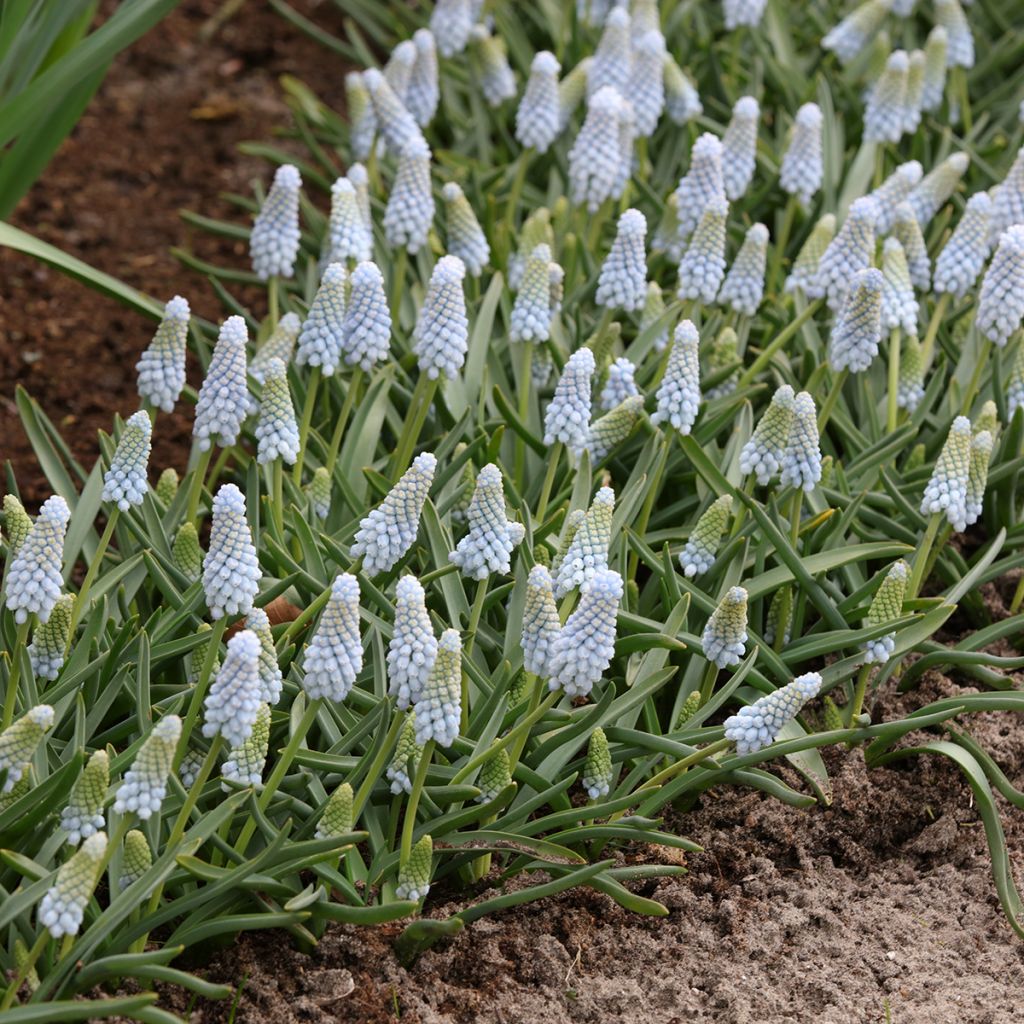 Muscari neglectum Baby's Breath - Nazareno