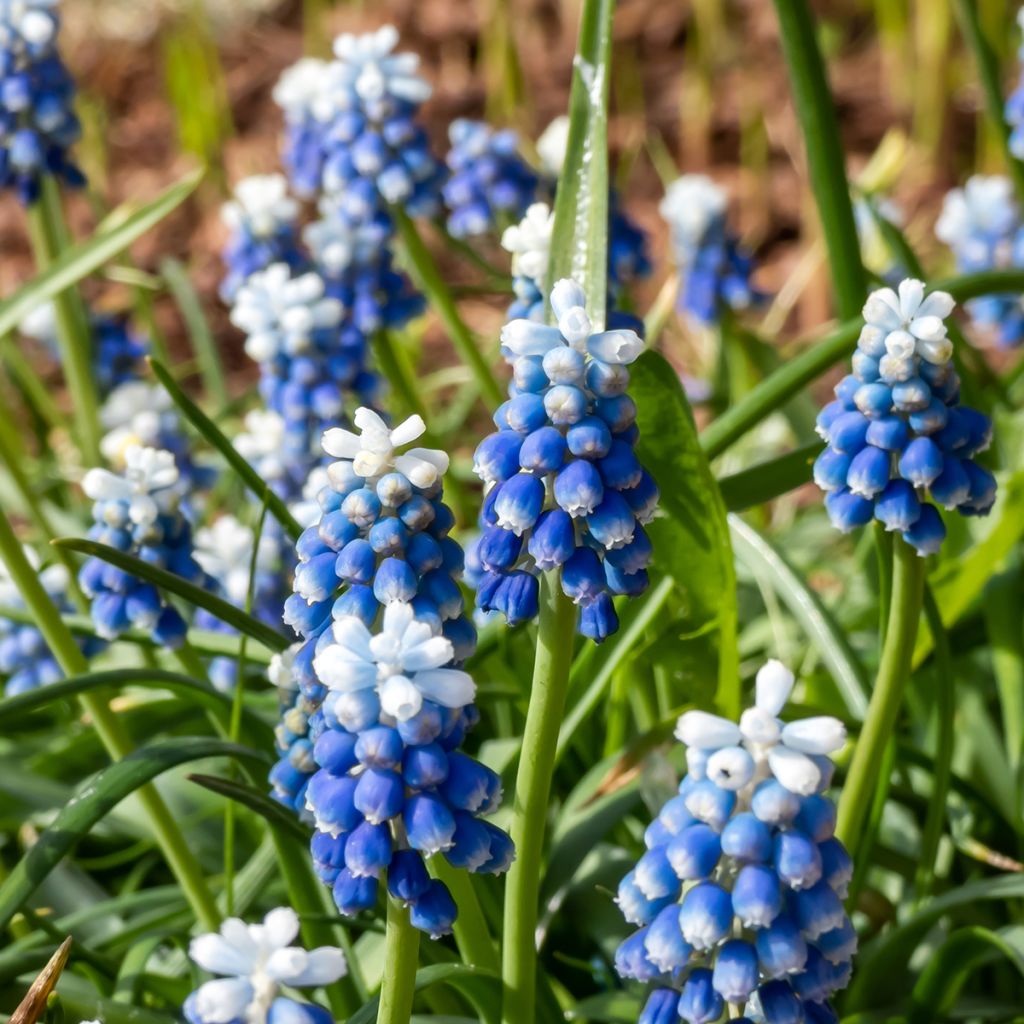 Muscari Mount Hood