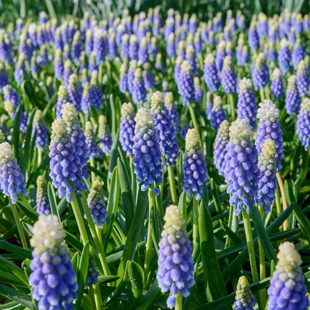 Muscari Touch of Snow