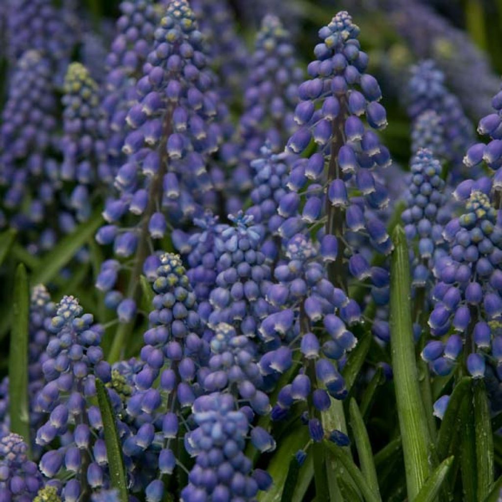 Muscari armeniacum - Muscari