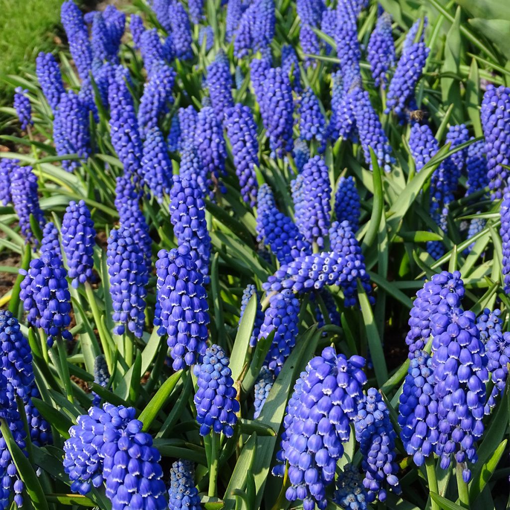 Muscari armeniacum - Muscari