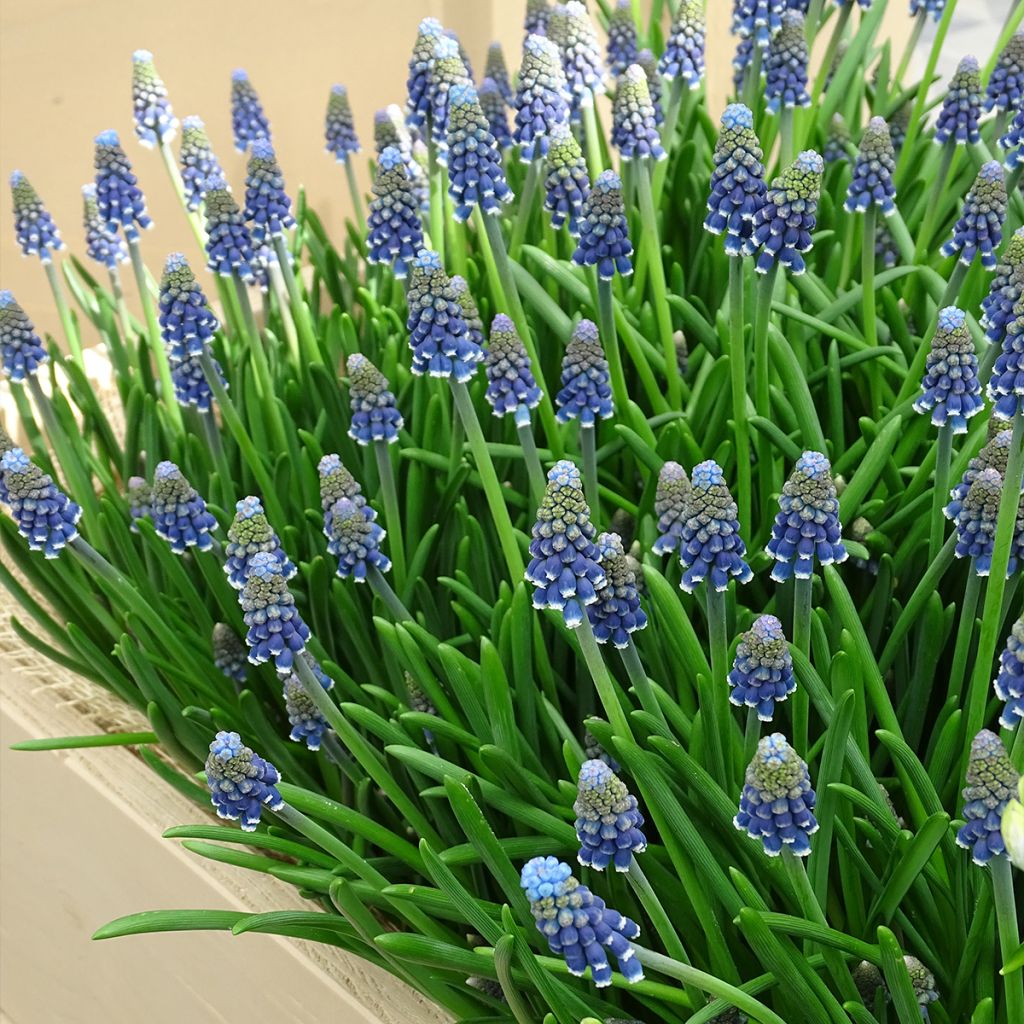 Muscari armeniacum - Muscari