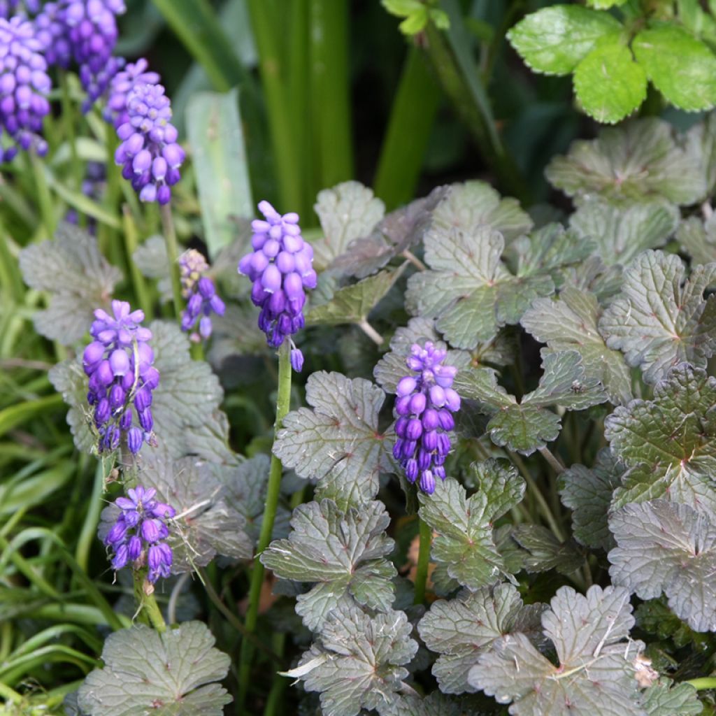 Muscari armeniacum - Muscari