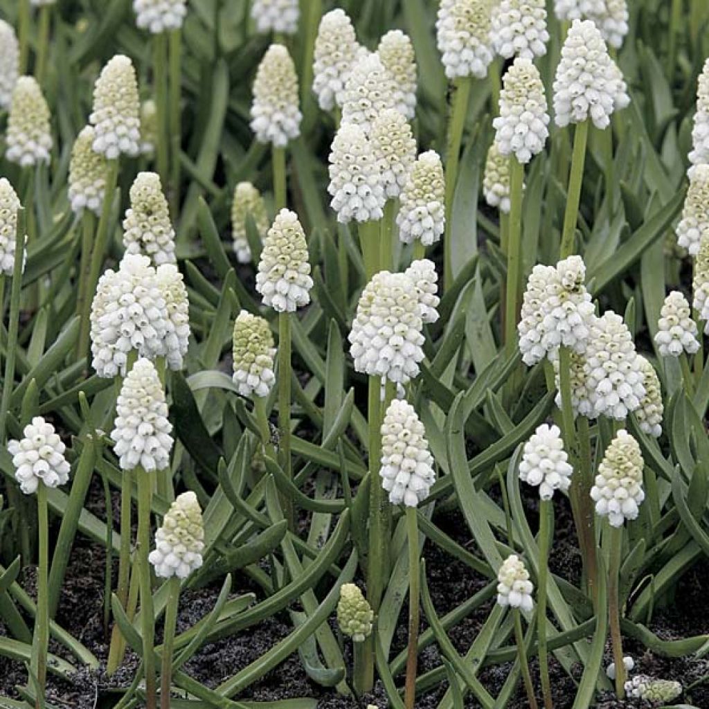 Muscari Aucheri White Magic 7+