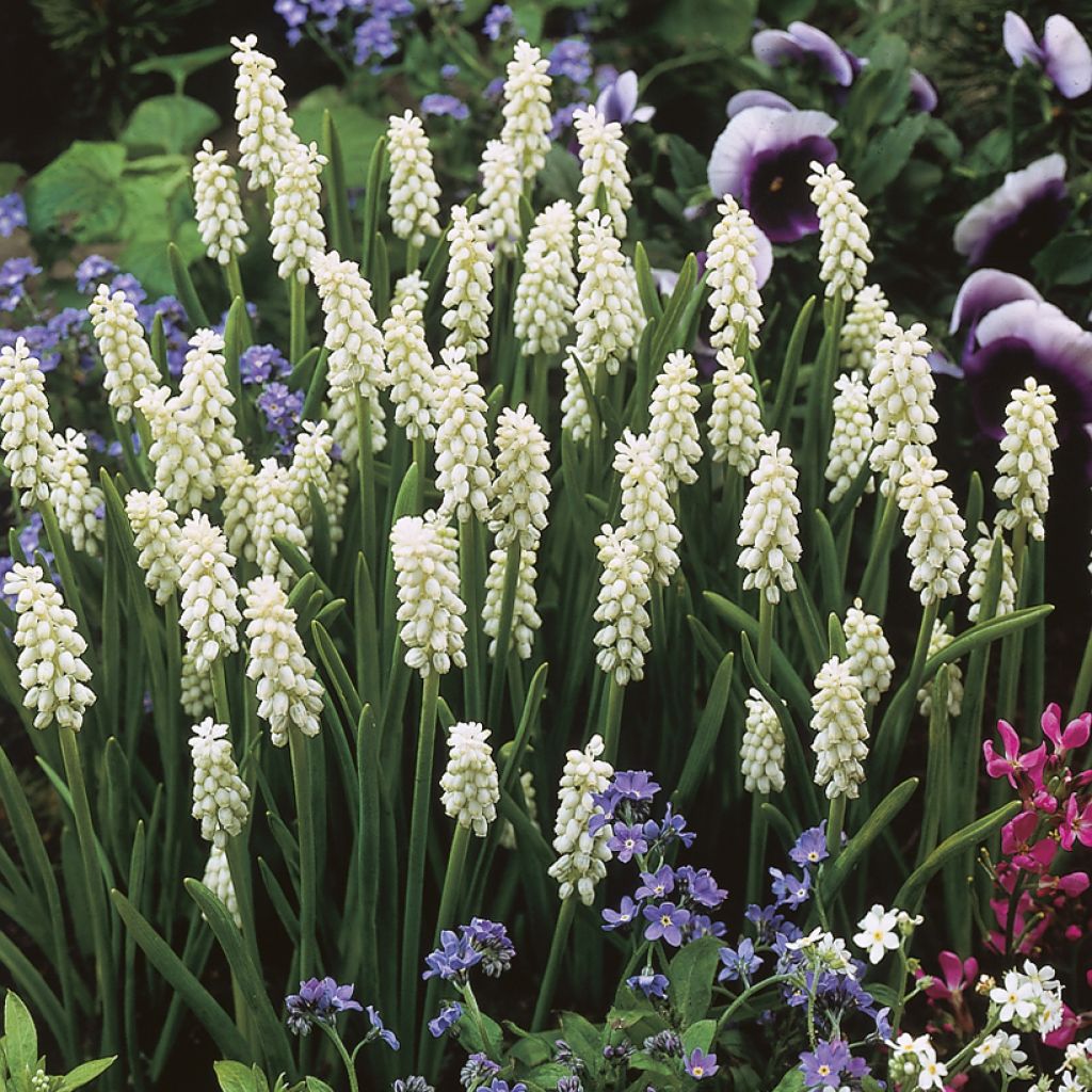 Muscari botryoides Album - Jacinto de la uva