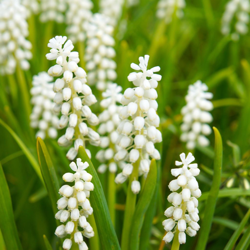 Muscari botryoides Album - Jacinto de la uva