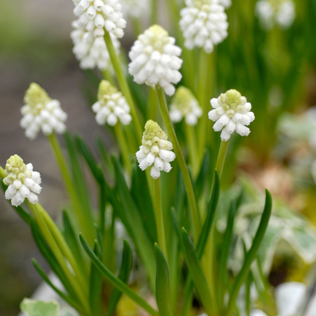 Muscari botryoides Album - Jacinto de la uva