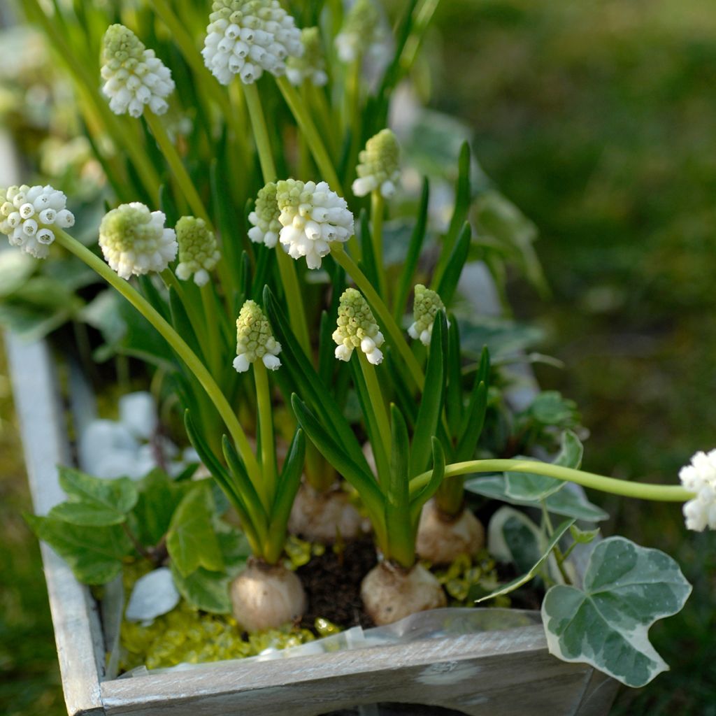 Muscari botryoides Album - Jacinto de la uva