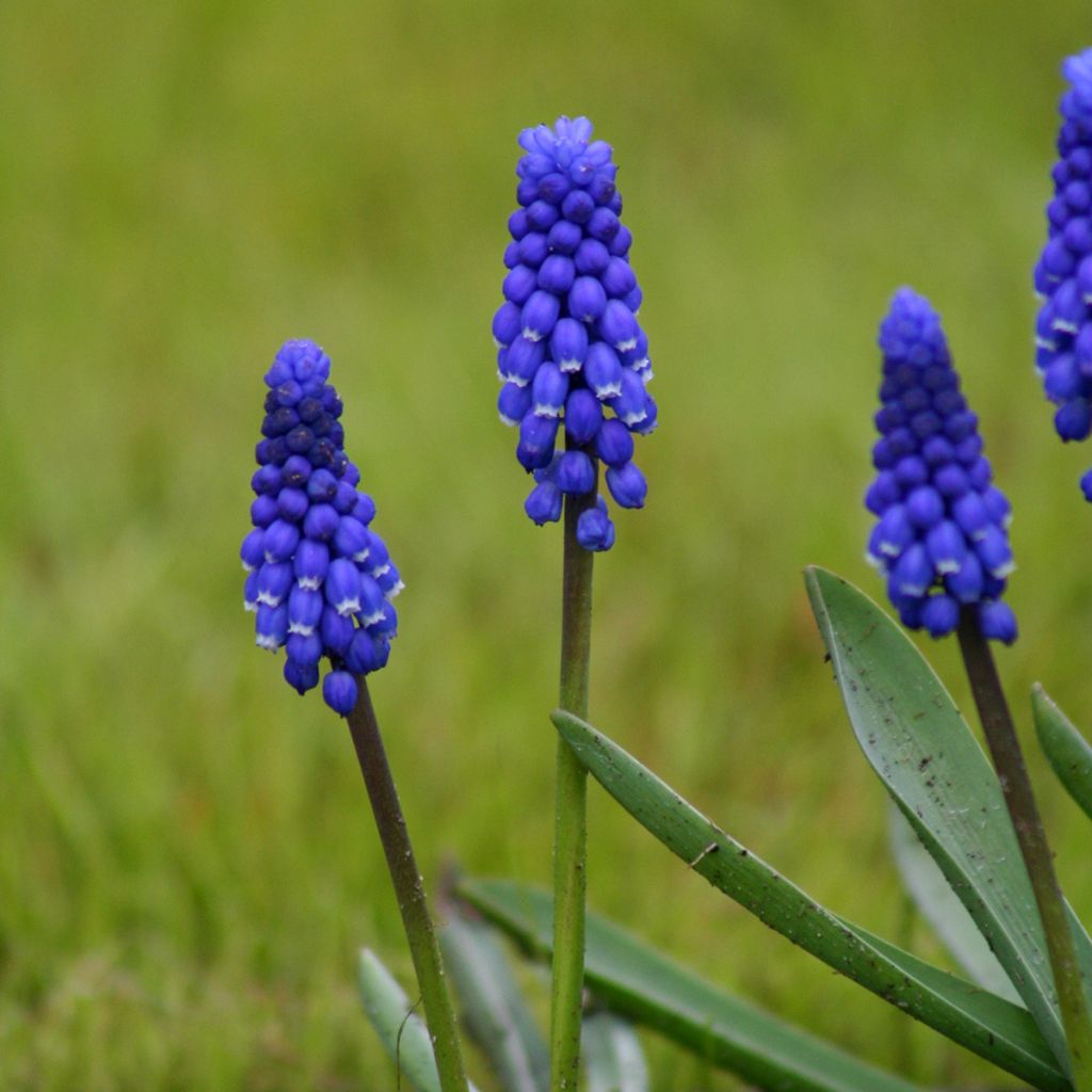 Muscari botryoides Superstar - Jacinto de la uva