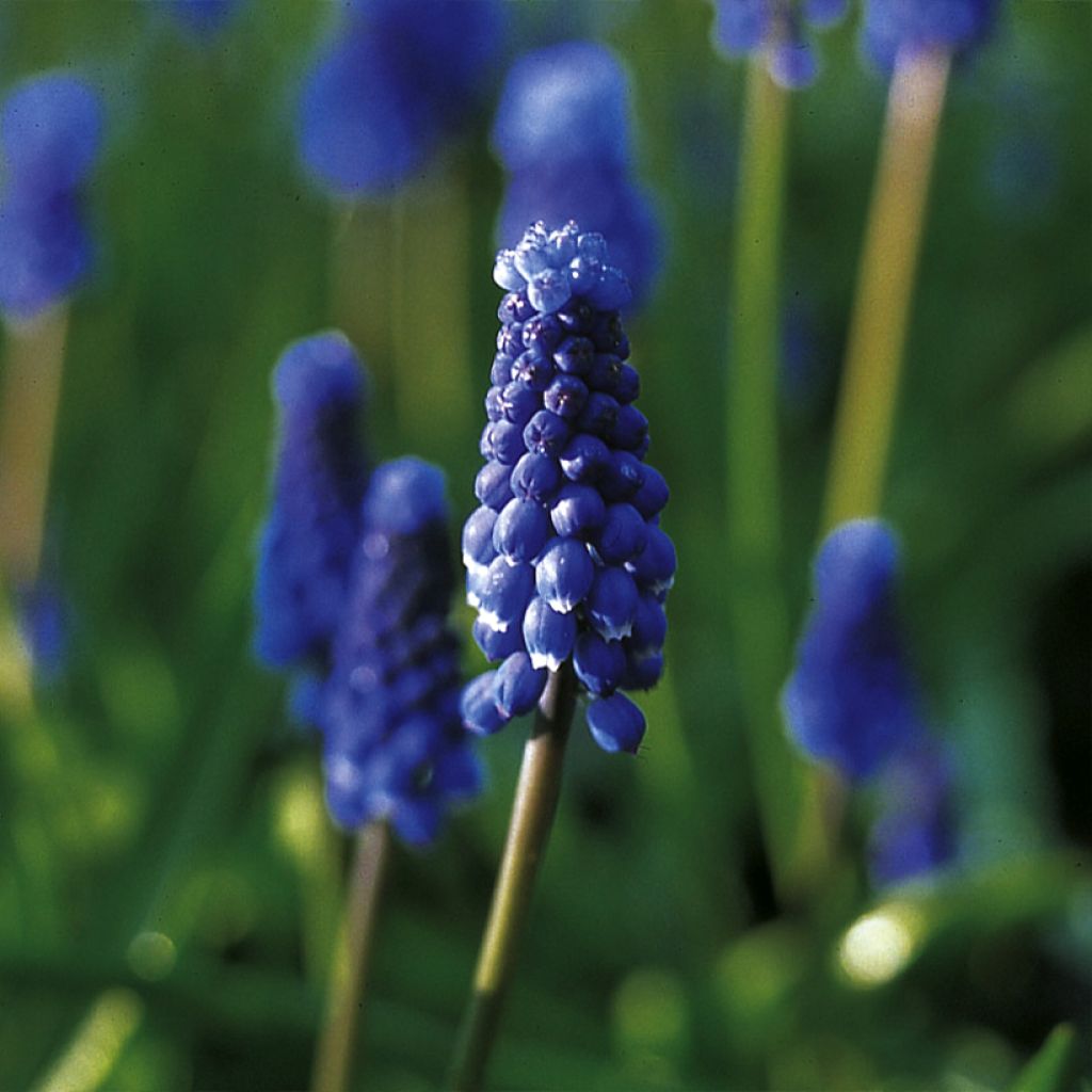 Muscari botryoides Superstar - Jacinto de la uva