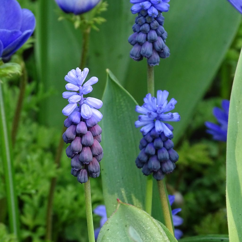 Muscari latifolium - Jacinto ramoso