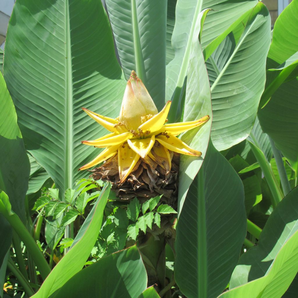 Musella lasiocarpa - Plátano enano chino