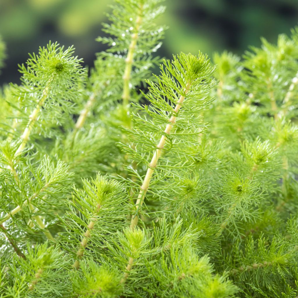 Myriophyllum crispata - Myriophylle