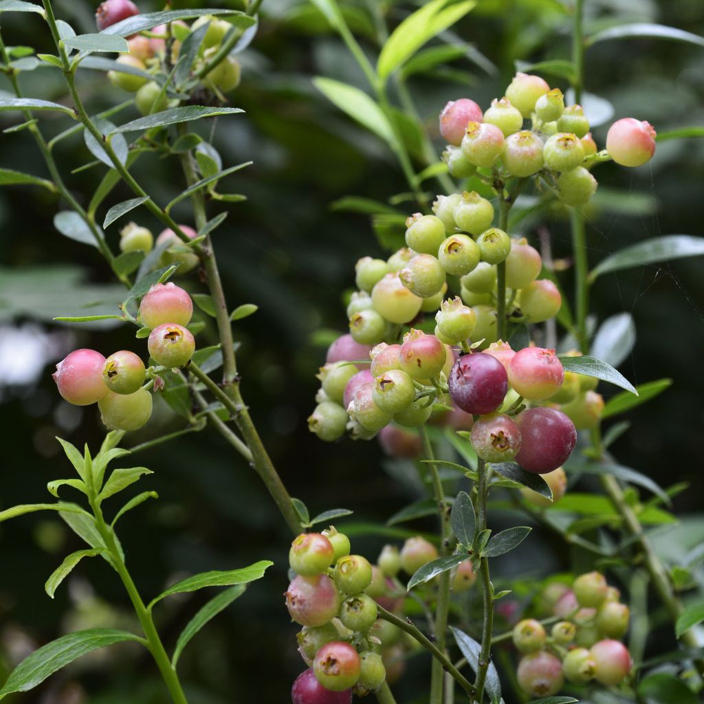 Myrtillier Pink Lemonade - Myrtille rose