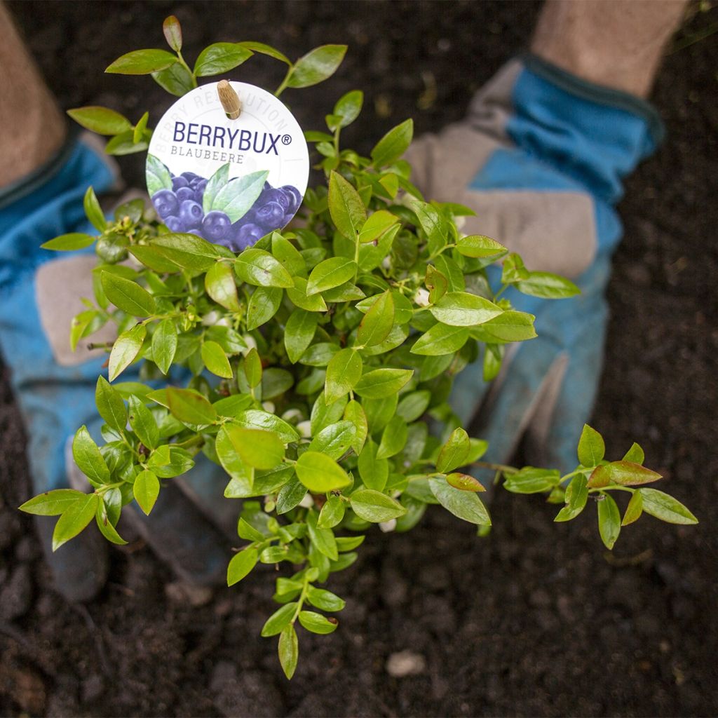 Myrtillier Brazelberry ® Berrybux ® - Vaccinum angustifolium