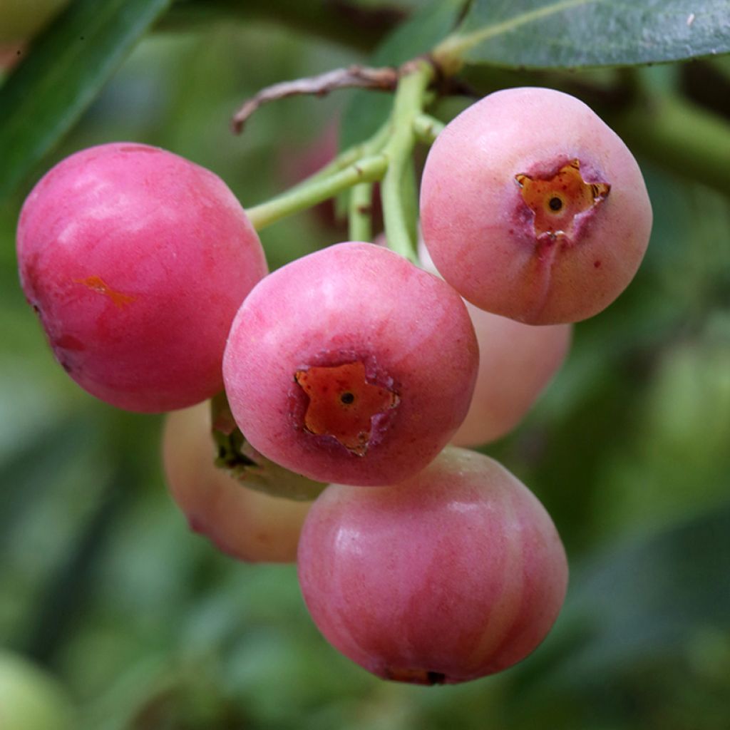 Arándano Pink Berry