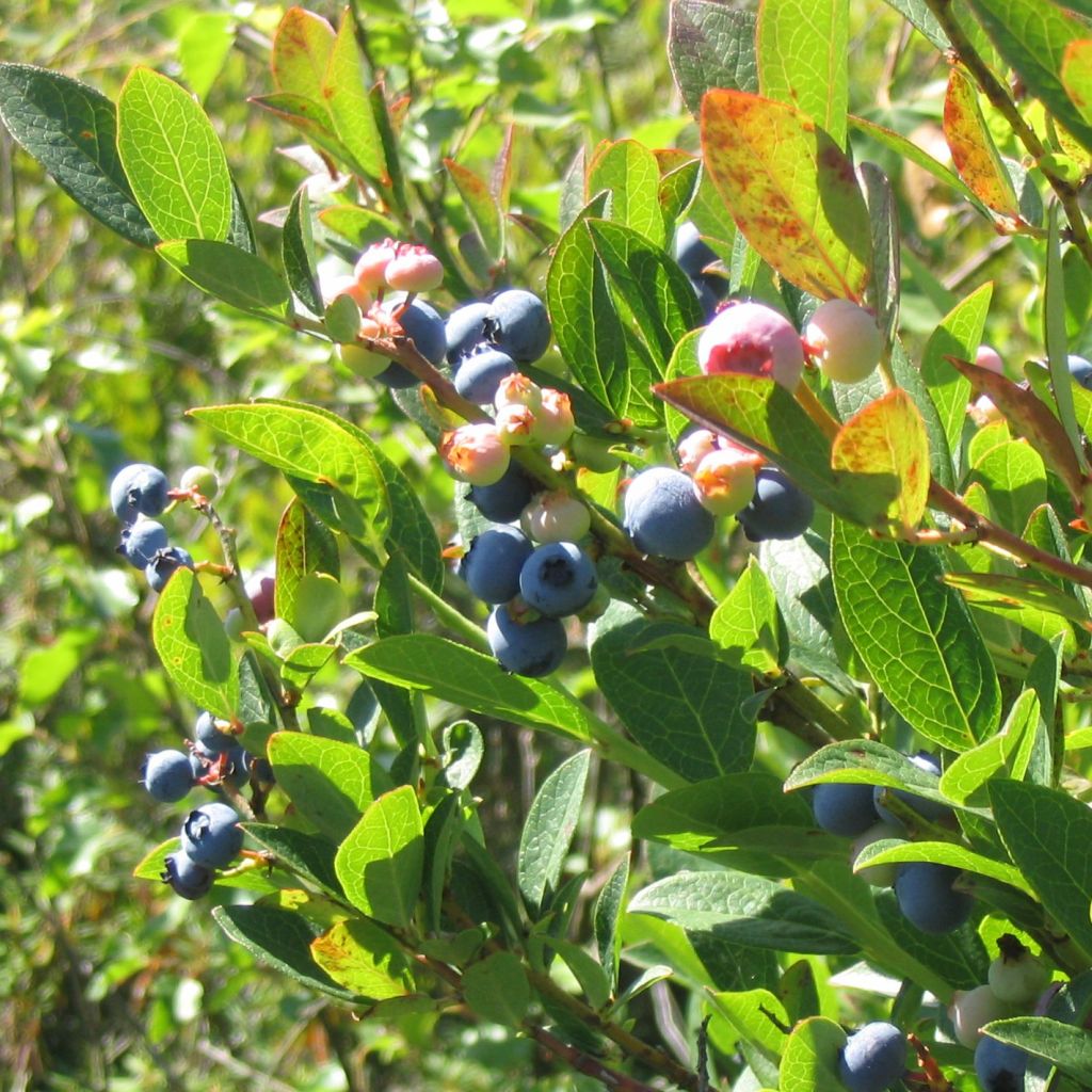 Myrtillier Reka® - Vaccinium corymbosum