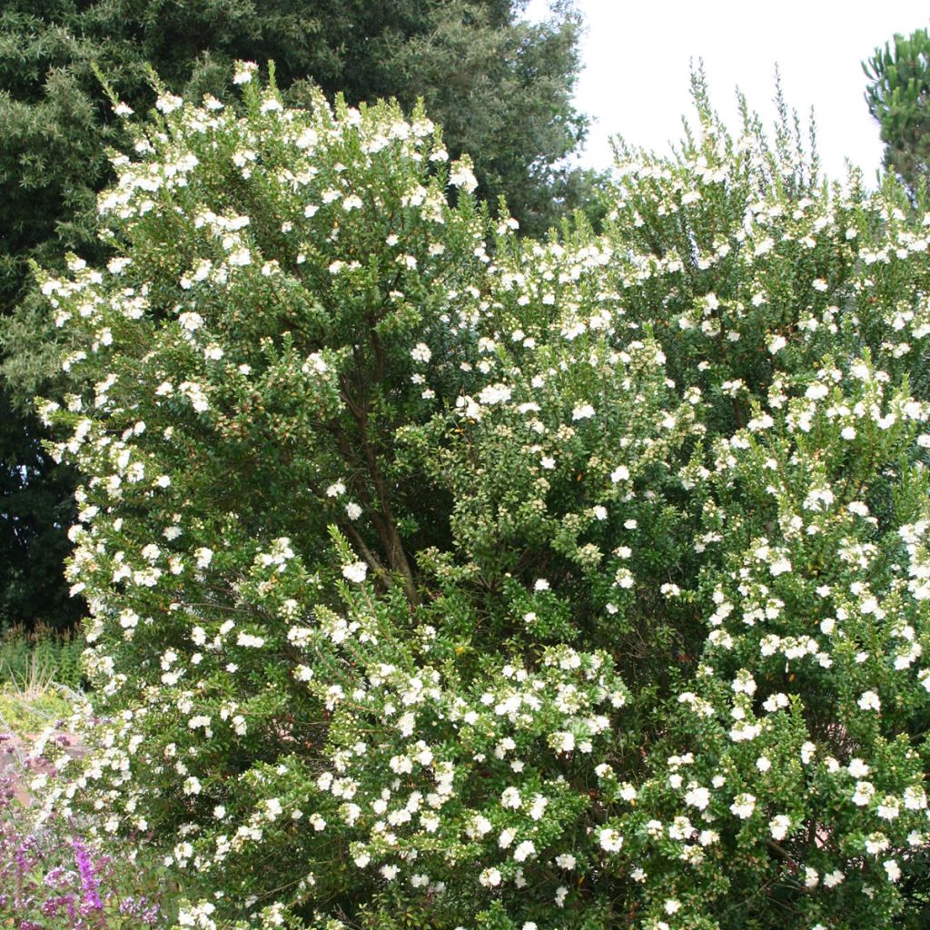 Myrtus communis - Myrte commun