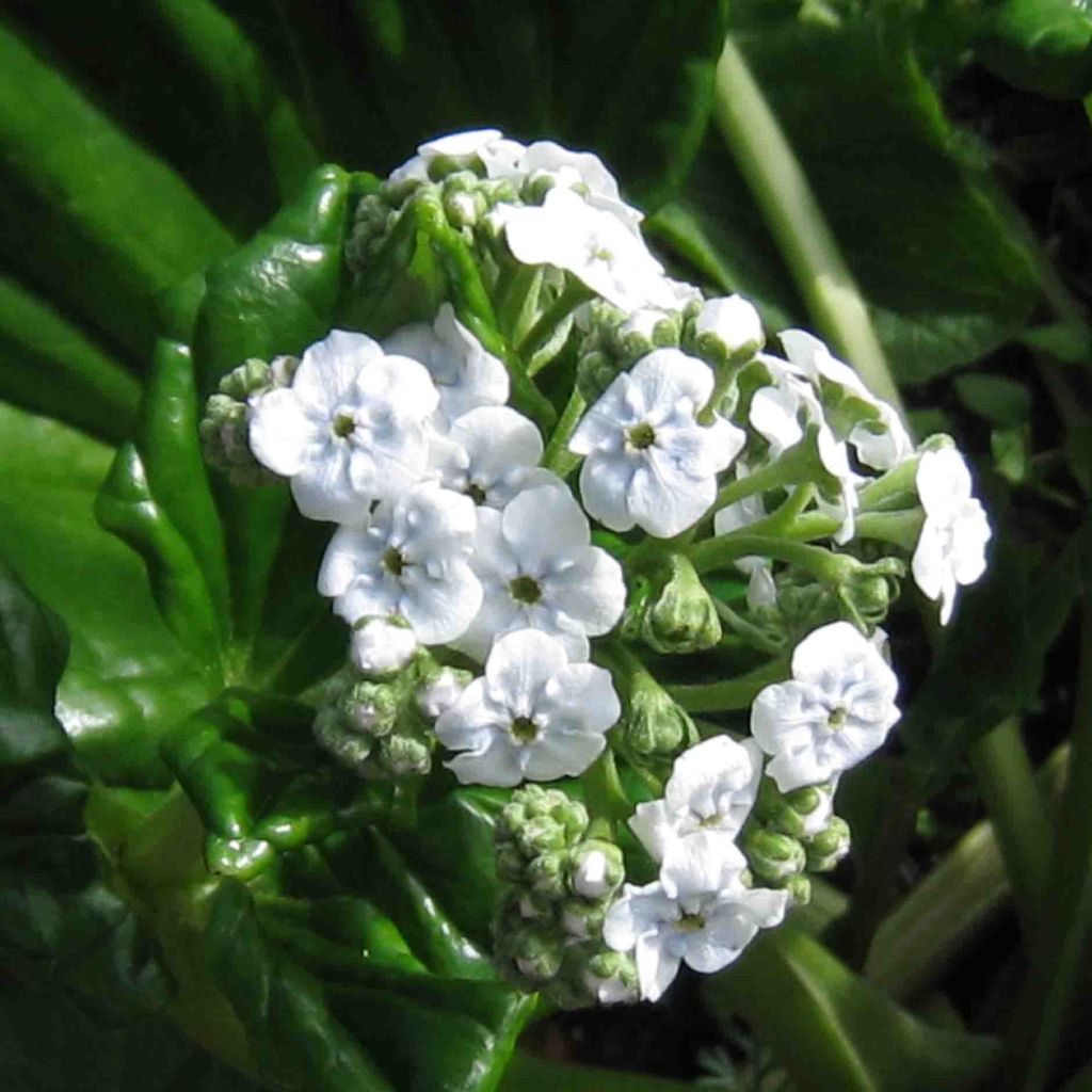 Myosotidium hortensia Alba