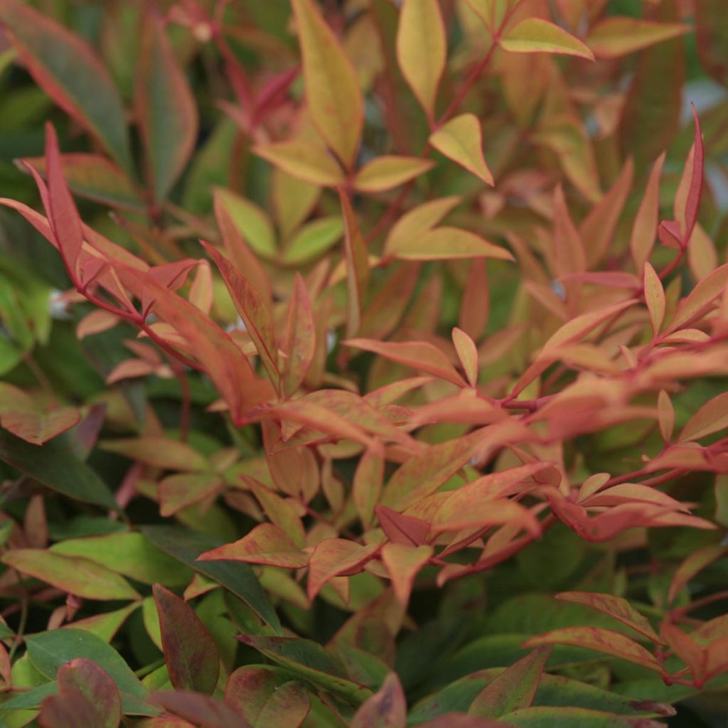 Nandina domestica Gulf Stream - Bambou sacré orange cuivre