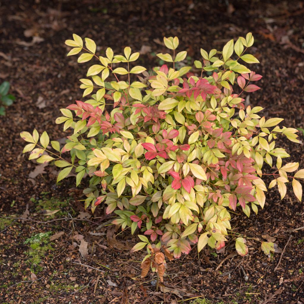 Nandina domestica Obsessed Seika