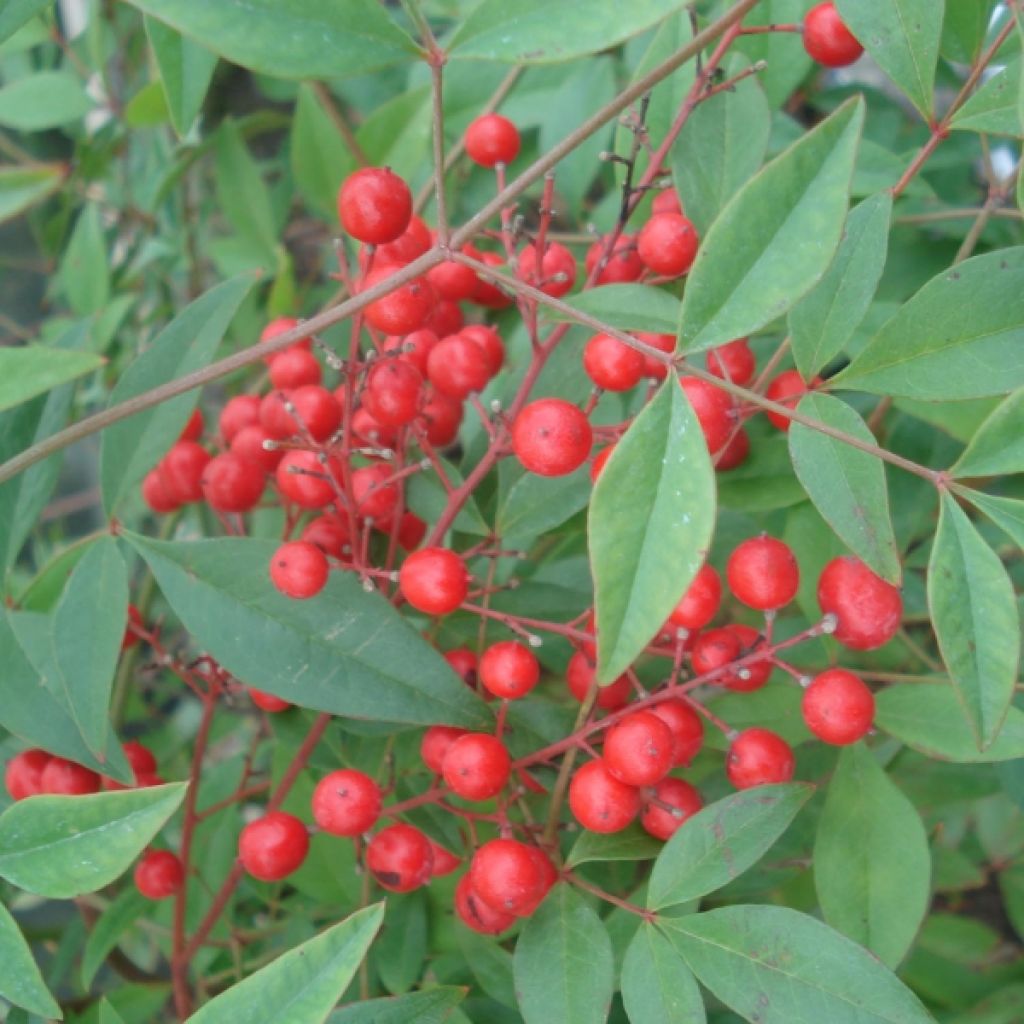 Nandina domestica - Bambú sagrado