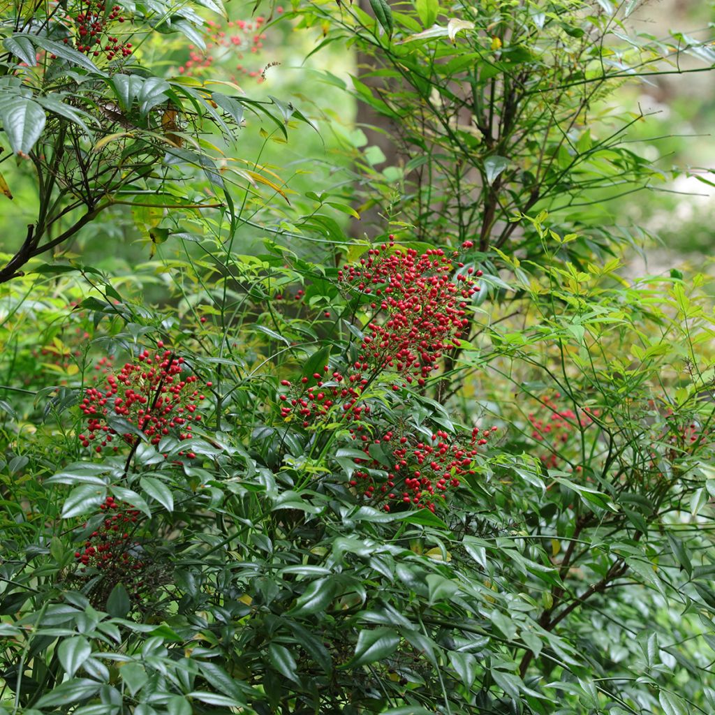 Nandina domestica - Bambú sagrado