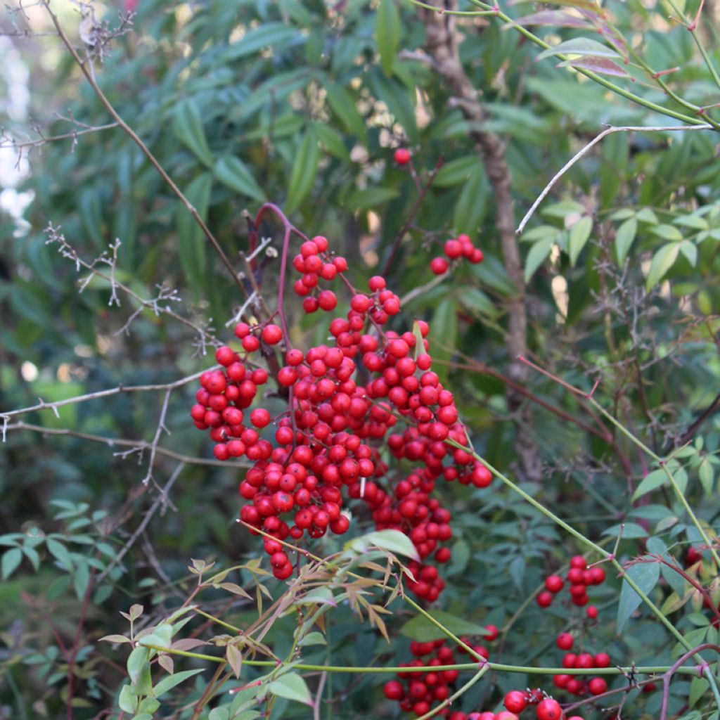 Nandina domestica - Bambú sagrado