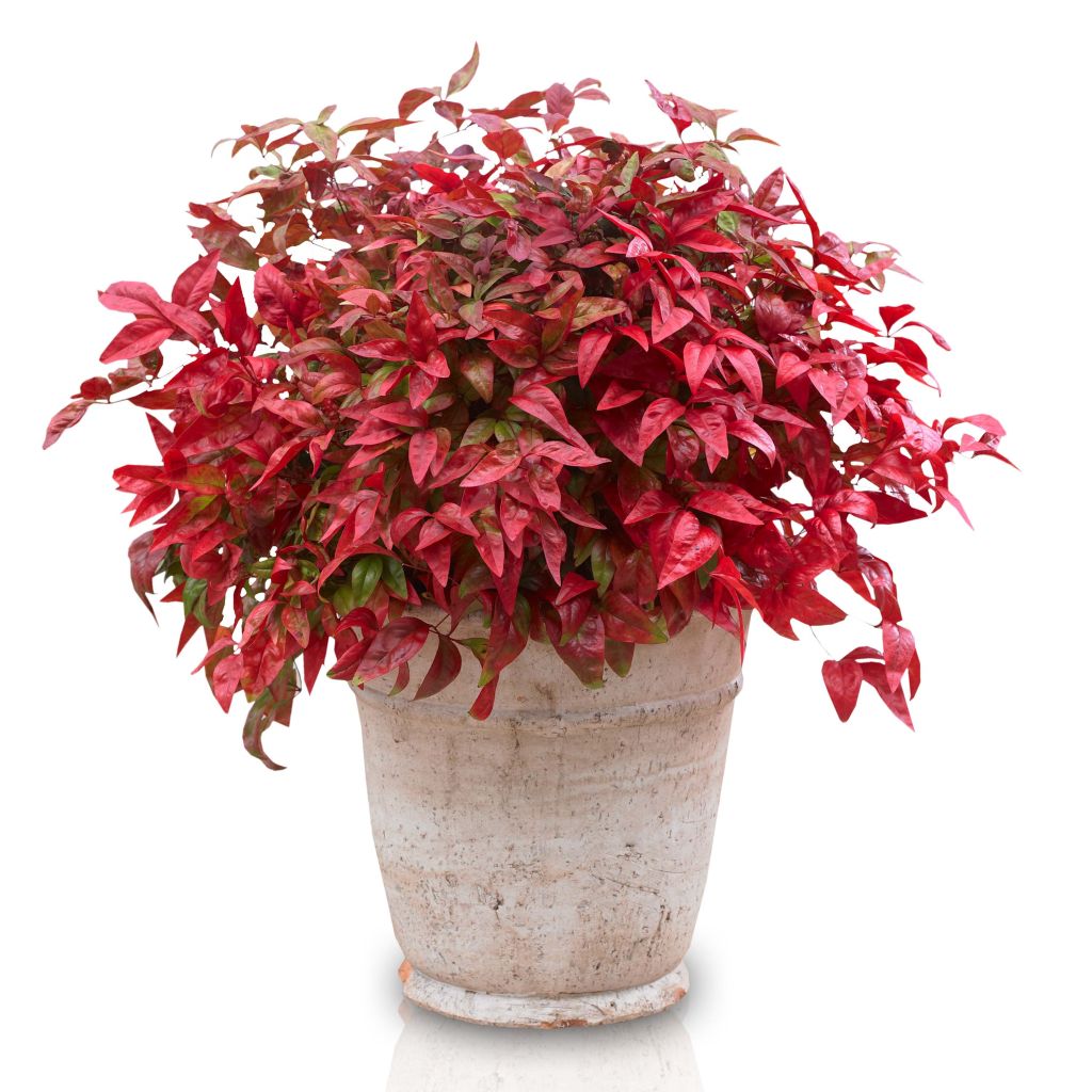 Bambou sacré - Nandina domestica Blush Pink