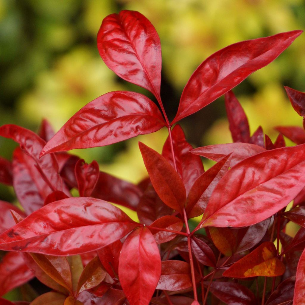 Nandina domestica Blush Pink