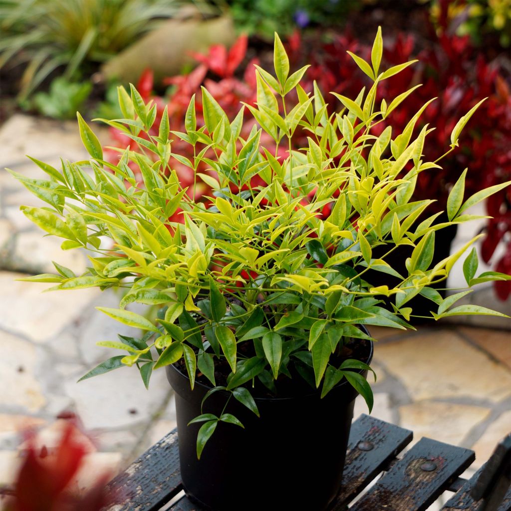 Bambou sacré - Nandina domestica Brightlight