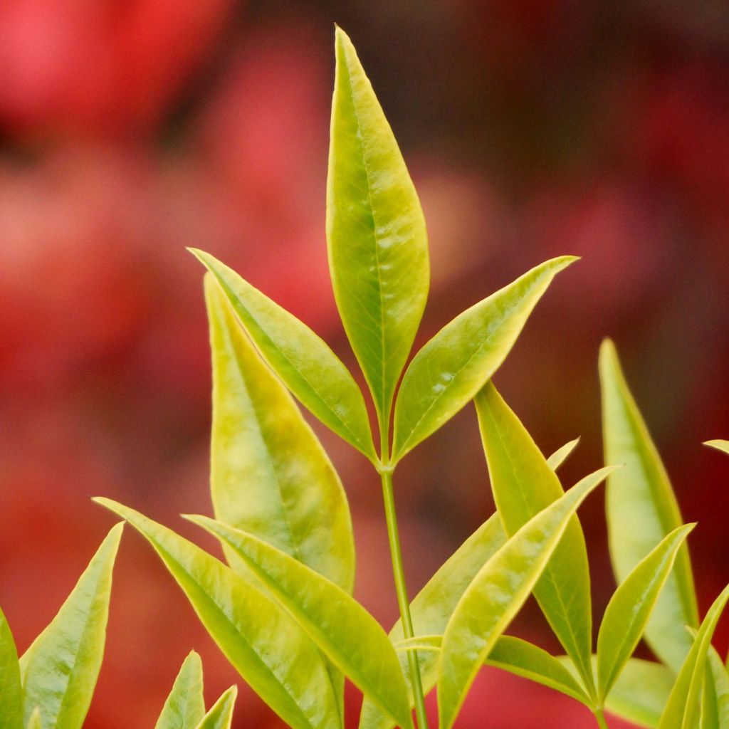 Bambou sacré - Nandina domestica Brightlight