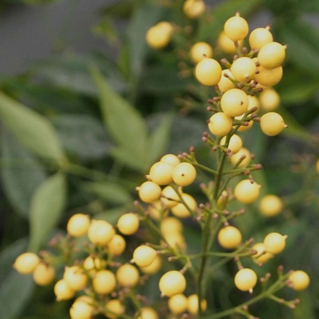 Bambou sacré - Nandina domestica Brightlight