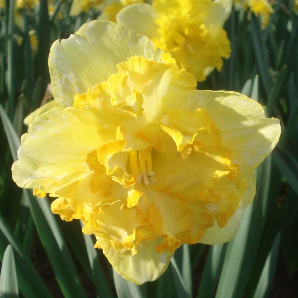 Narcisse Blazing Starlet - Nacisse à couronne fendue