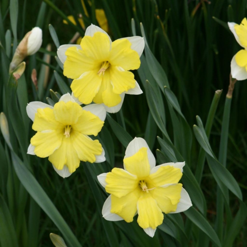 Narcisse Cassata