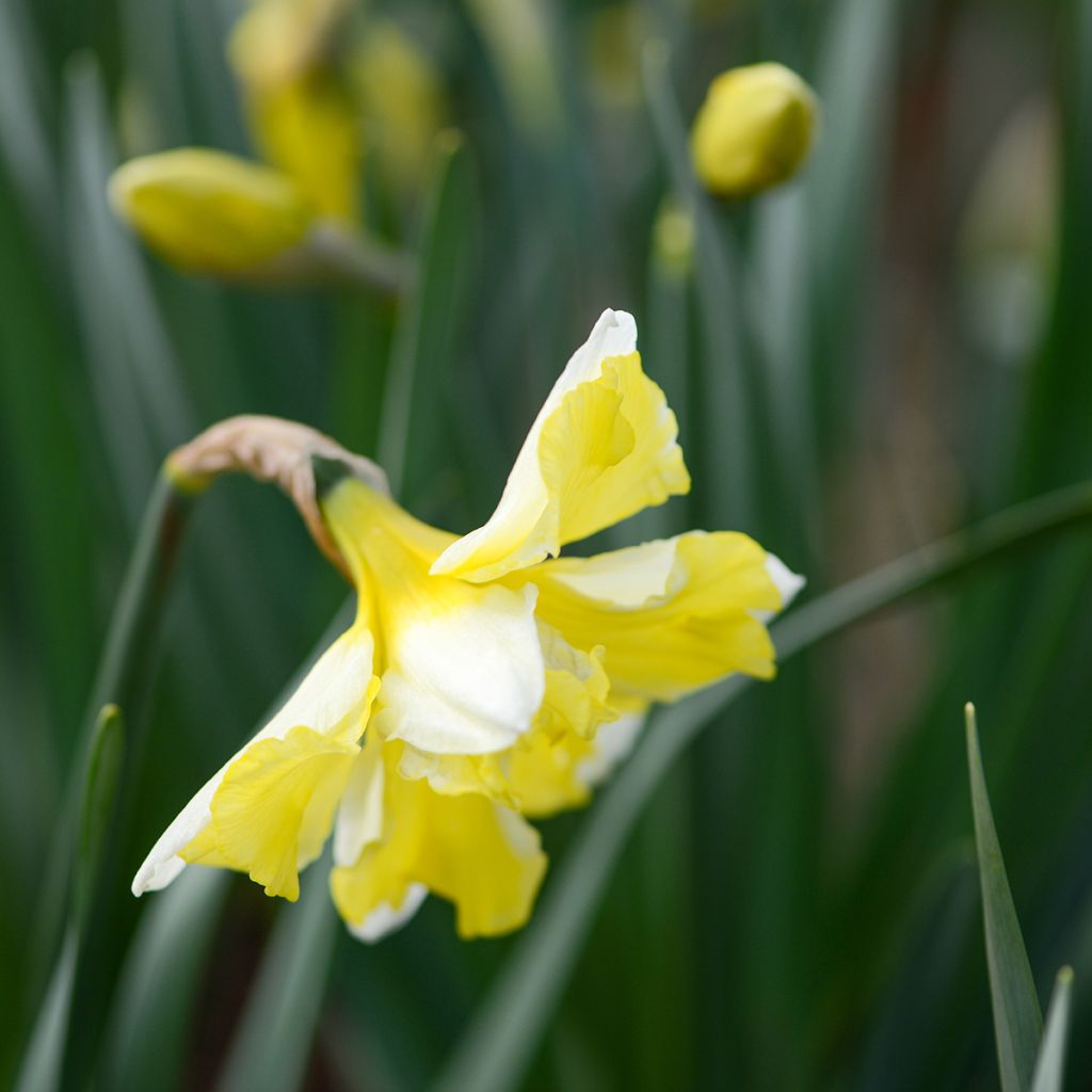 Narcisse Cassata