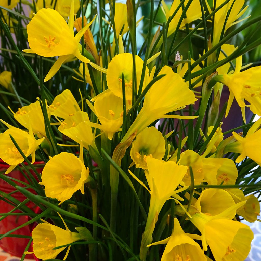 Narcisse bulbocodium Golden Bells