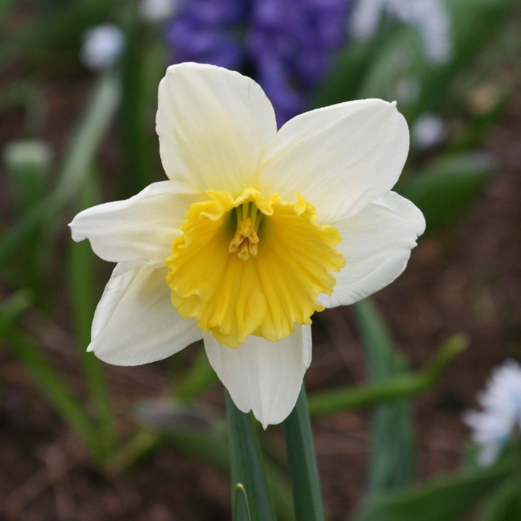 Narcisse Ice Follies