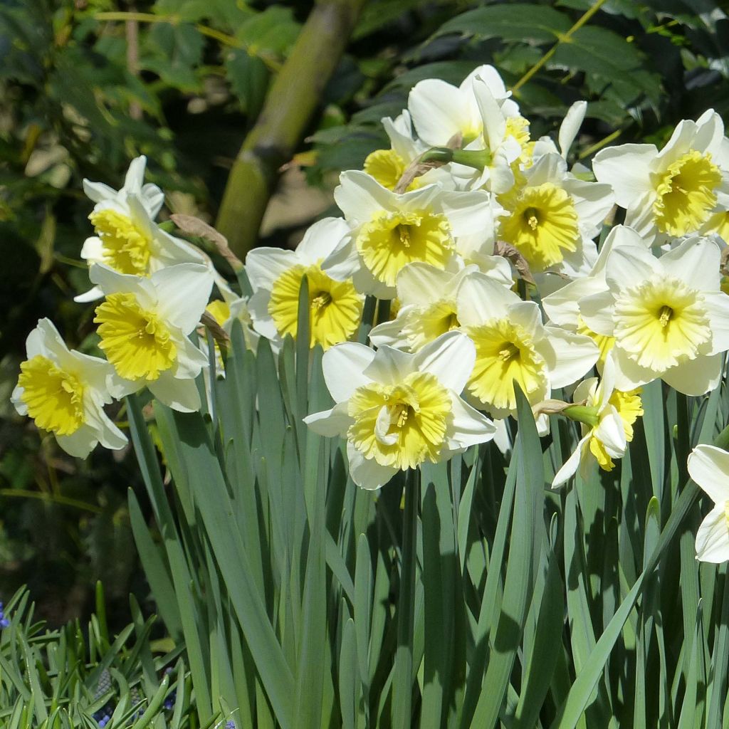 Narcisse Ice Follies