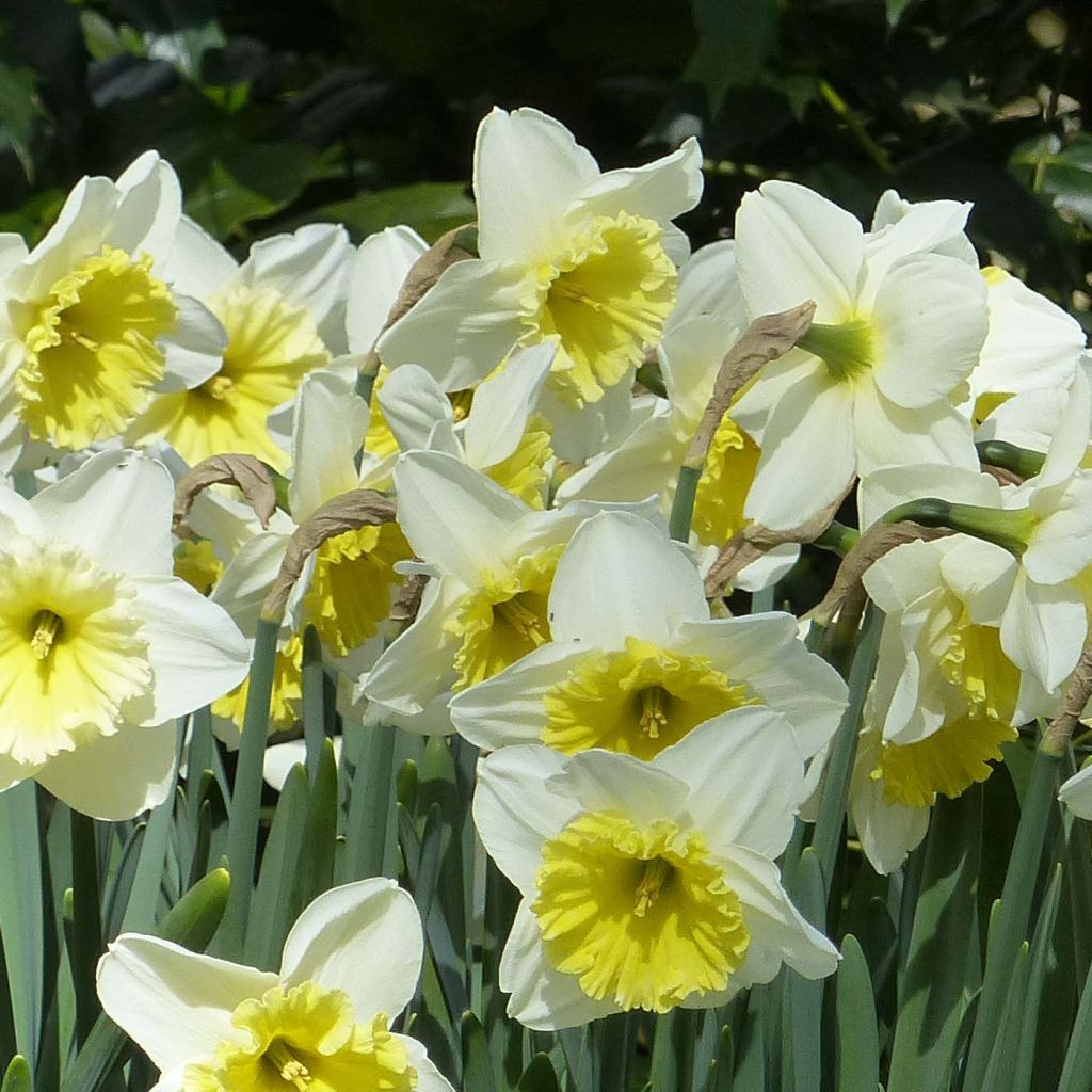 Narcisse Ice Follies