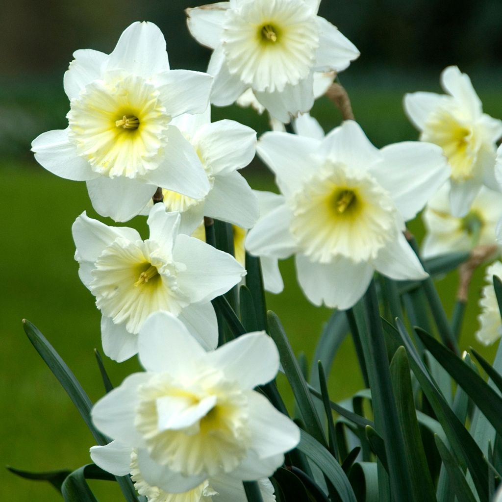 Narcisse Ice Follies