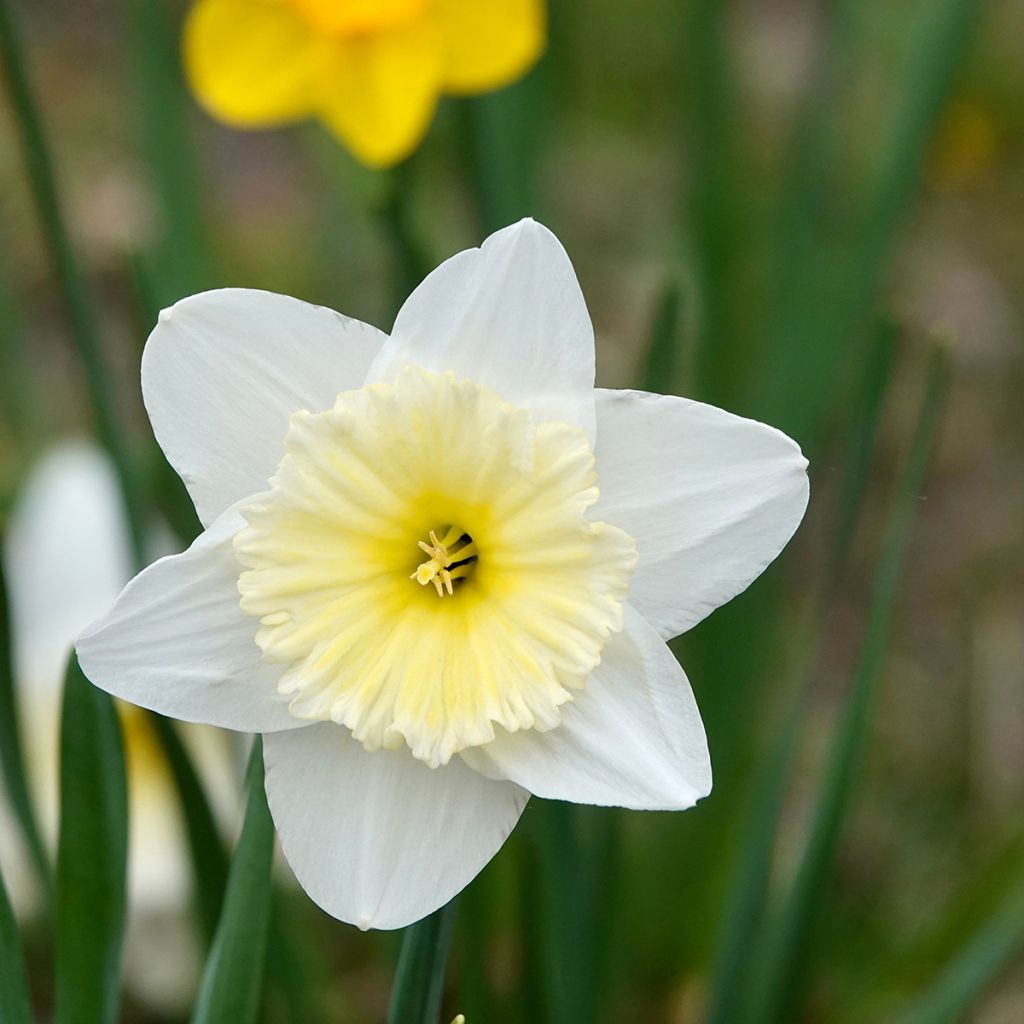 Narcisse Ice Follies