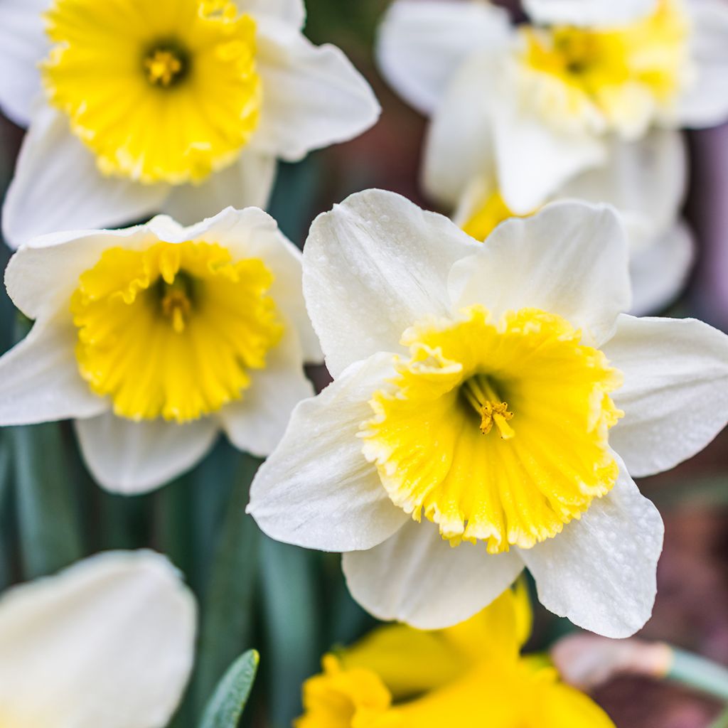 Narcisse Ice Follies