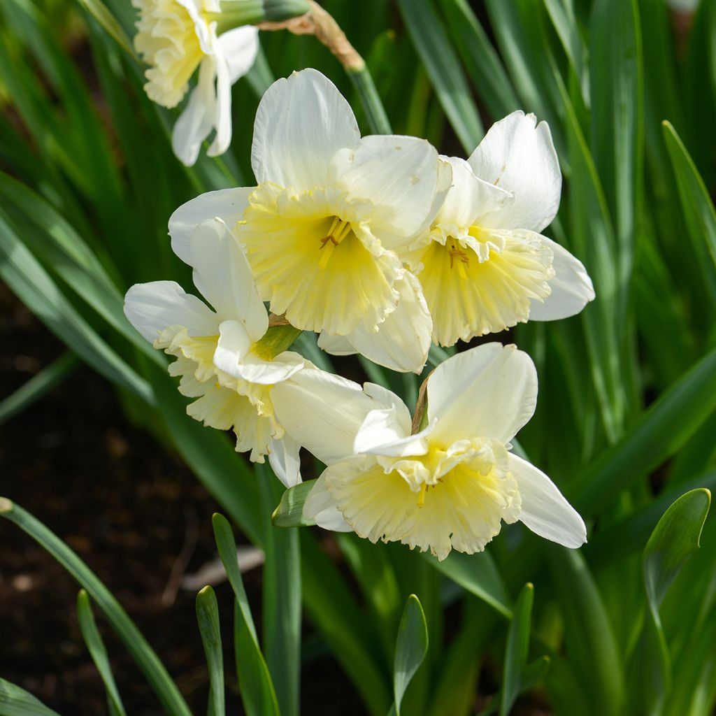 Narcisse Ice Follies