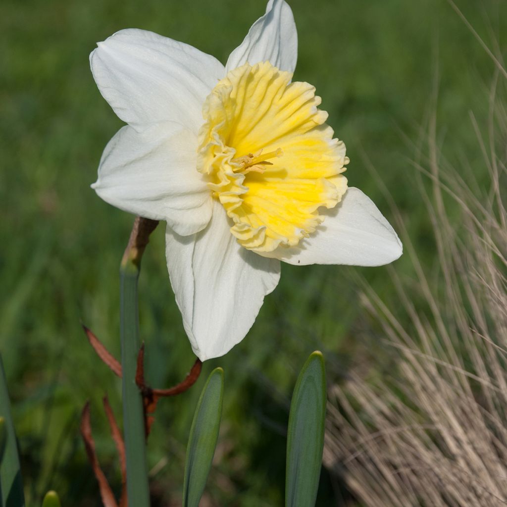 Narcisse Ice Follies